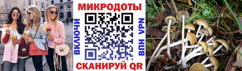 Галлюциногенные грибы Psilocybe  купить закладку  Ставрополь 